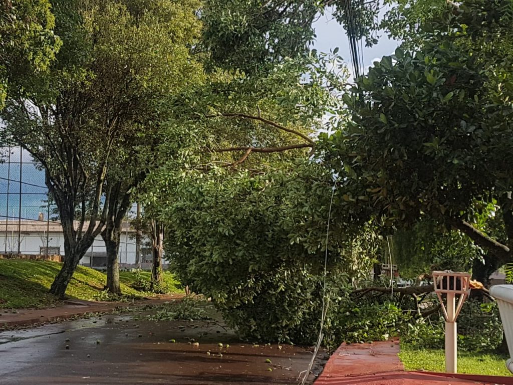 Transitar informa locais que estão sinalizados devido à queda de árvores Transitar informa locais que estão sinalizados devido à queda de árvores