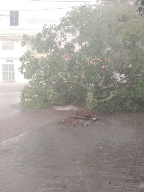 Árvore localizada na rua Cuiabá é arrancada pelos ventos que atingiram Cascavel