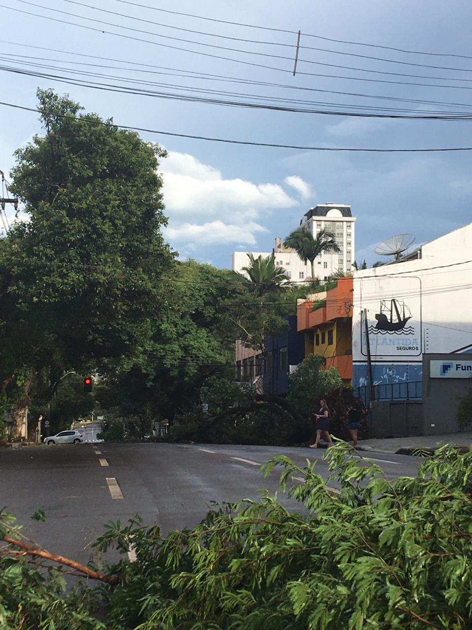 Árvore é arrancada pela raiz na Rua Recife, em Cascavel
