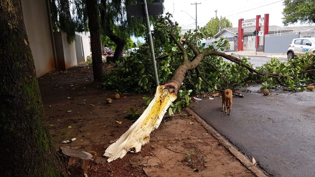 Vendaval causa rachadura em árvore e derruba galhos na Rua Manoel Ribas