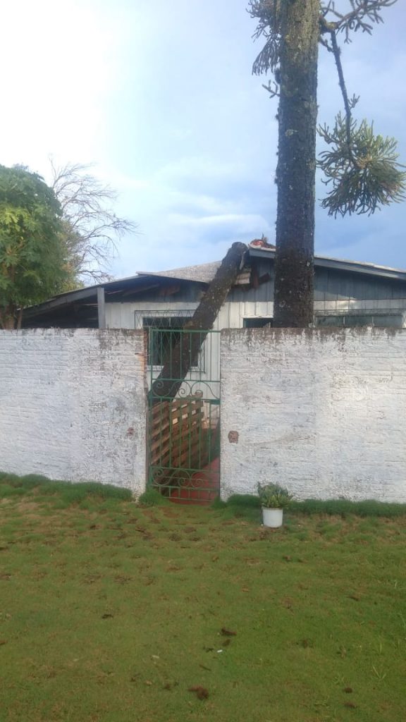 Casa é atingida por araucária durante vendaval no Bairro Universitário