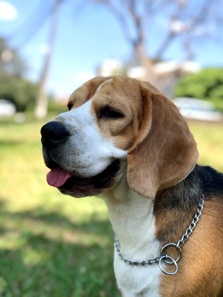 Cachorrinha de estimação sumiu no Brasmadeira