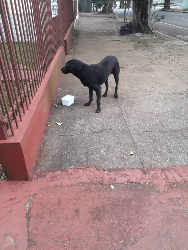 Cachorro apareceu no Centro