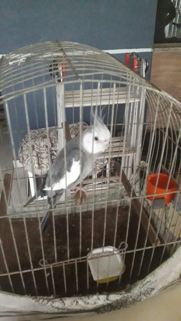 Calopsita é encontrada no Jardim Veneza; moradora quer devolvê-la ao dono
