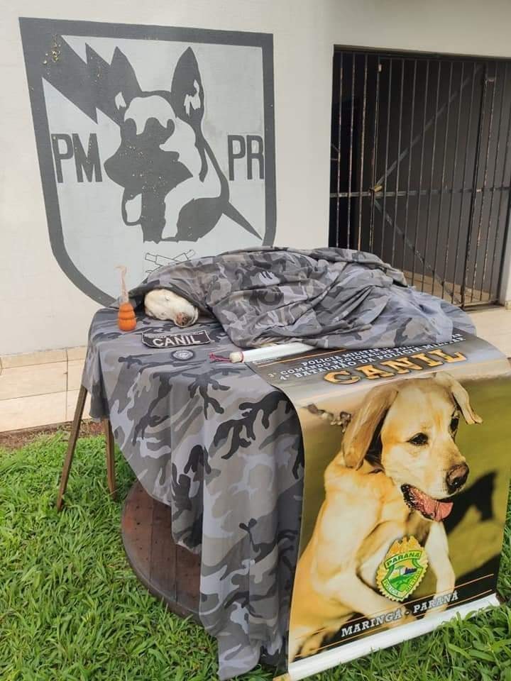 Choque Canil se despede de um de seus heróis: o cão farejador Miles Imagem referente a Choque Canil se despede de um de seus heróis: o cão farejador Miles