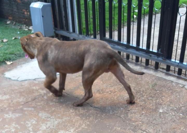 Dono oferece recompensa para quem encontrar o Pitbull Hulk