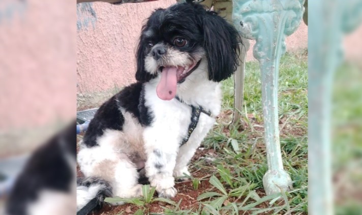 Cachorrinho atropelado precisa de doador de sangue; outro animal deve pesar mais de 20kg