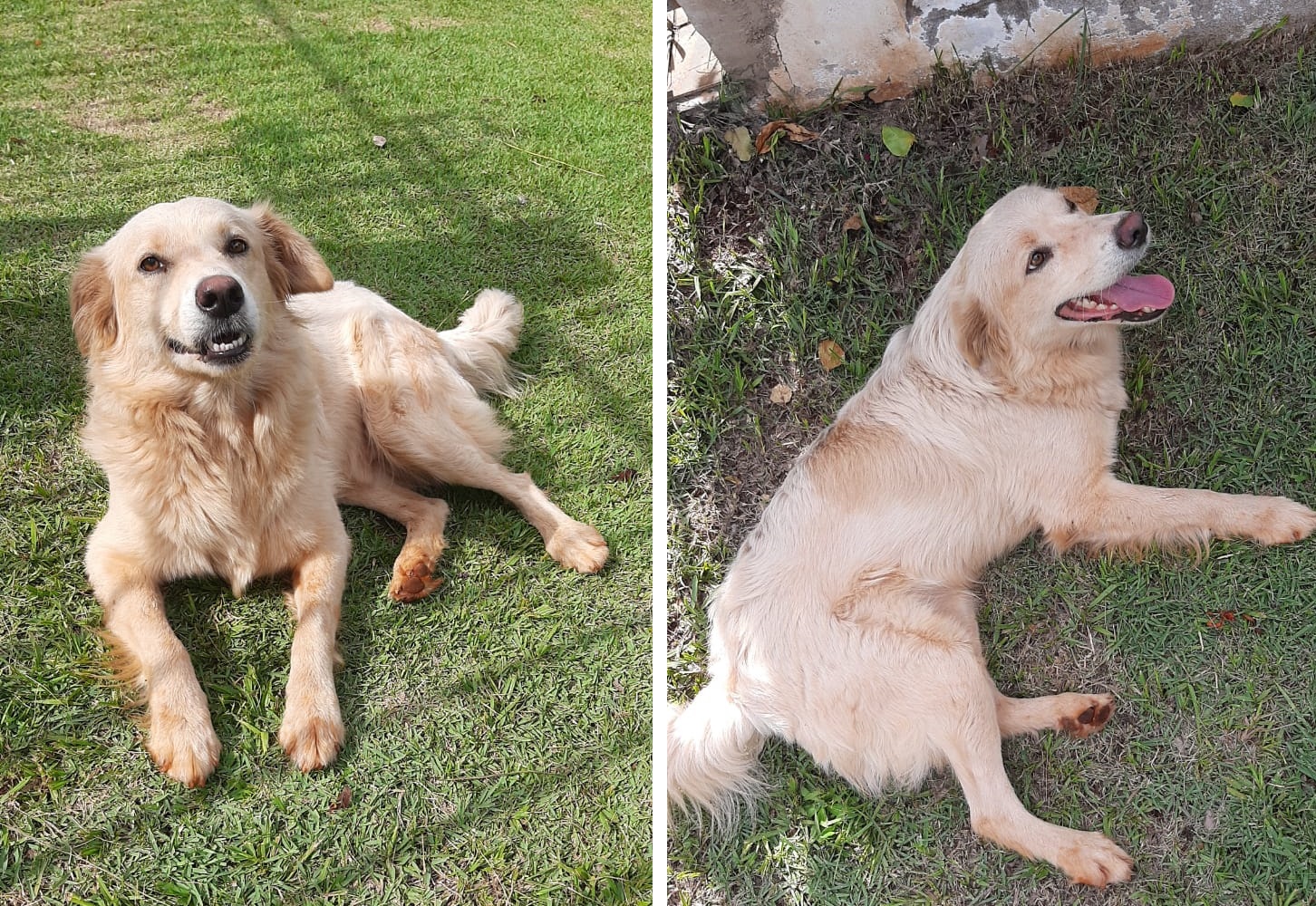 Cachorro que aparenta ser de estimação foi encontrado no Bairro Maria Luiza Imagem referente a Cachorro que aparenta ser de estimação foi encontrado no Bairro Maria Luiza