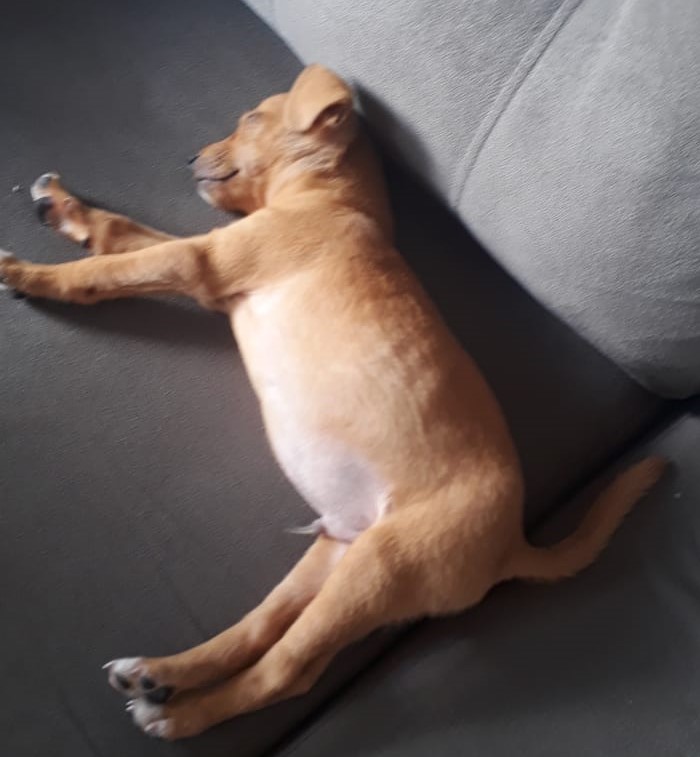 Cachorro filhote desaparece no Julieta Bueno