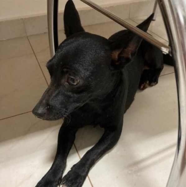 Cachorrinha é encontrada perdida no Parque Tarquínio