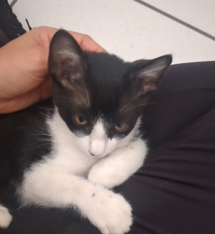 Gato macho é encontrado na Rua Cuiabá, perto do CAPS III