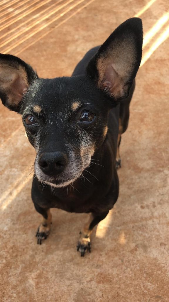 Cachorrinha ‘Layla’ está desaparecida na região do Jardim Clarito