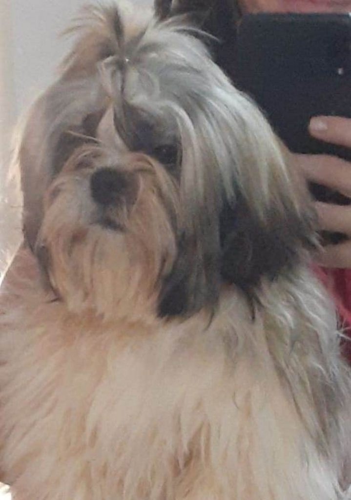 Cachorra Nutella sumiu e donos oferecem recompensa para reavê-la