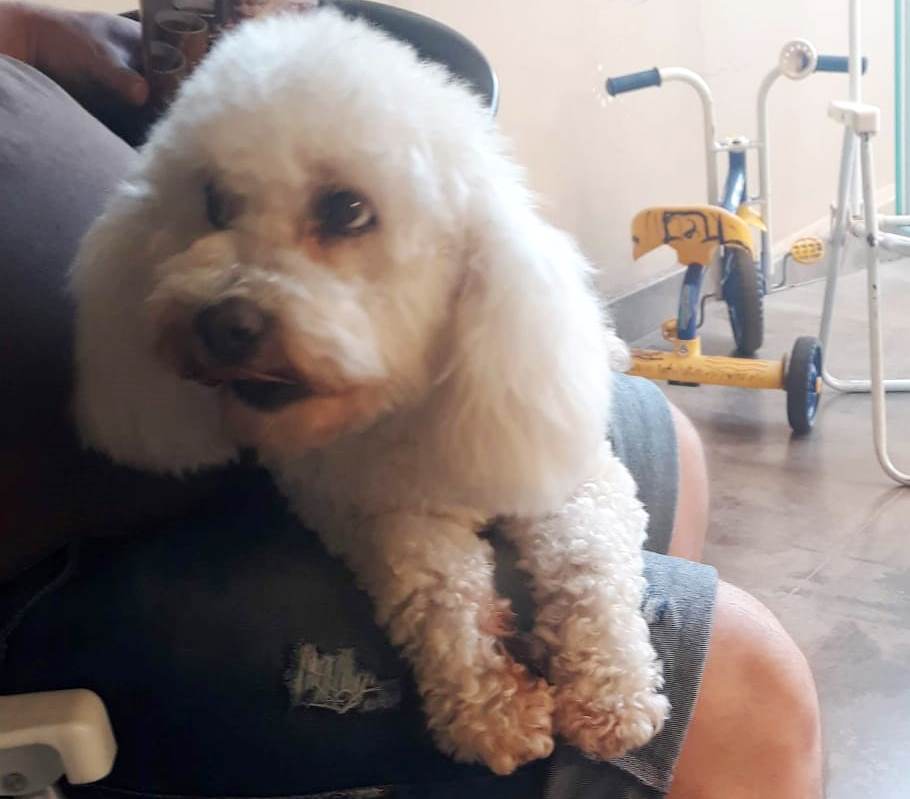 Poodle Vick está desaparecida no Bairro Novo Milênio