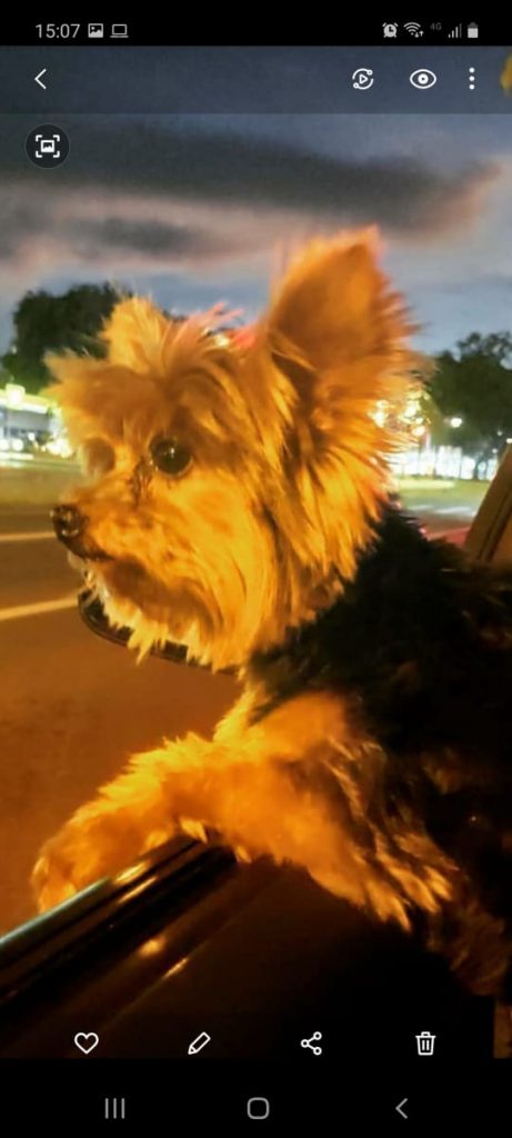 Cachorrinho REX sumiu no Claudete; dono oferece recompensa