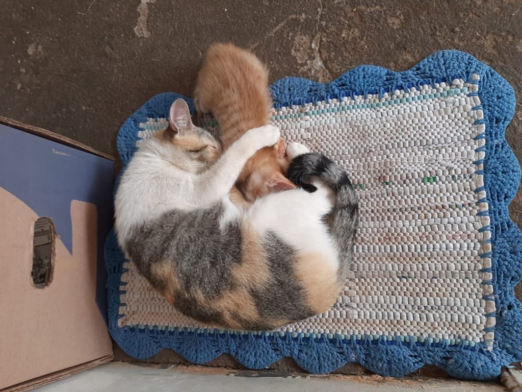 Gatinhas desapareceram na região do Bairro Floresta