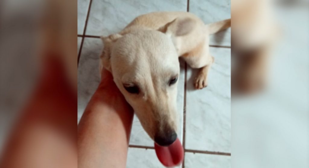 Cachorrinho foi encontrado no Bairro Brasmadeira