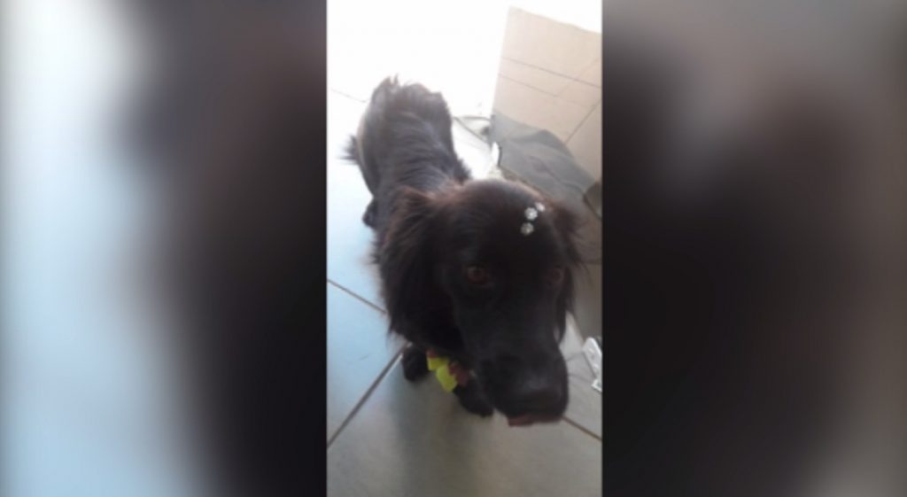 Internauta encontrou cãozinho na região central