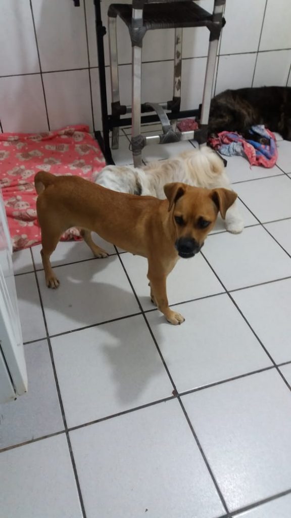 Internauta procura por cachorra que sumiu no Bairro Tarumã Internauta procura por cachorra que sumiu no Bairro Tarumã