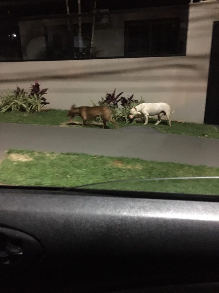Internauta comunica que viu dois cães, aparentemente perdidos na Rua Canela, Bairro Tropical e tenta localizar dono Internauta comunica que viu dois cães, aparentemente perdidos na Rua Canela, Bairro Tropical e tenta localizar dono