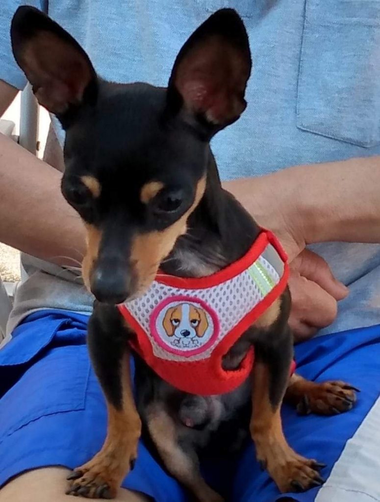 Cachorrinho está perdido no Bairro Gralha Azul