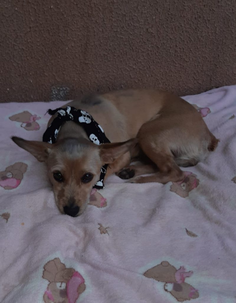 Cachorrinha encontrada no XIV está à procura de um novo lar