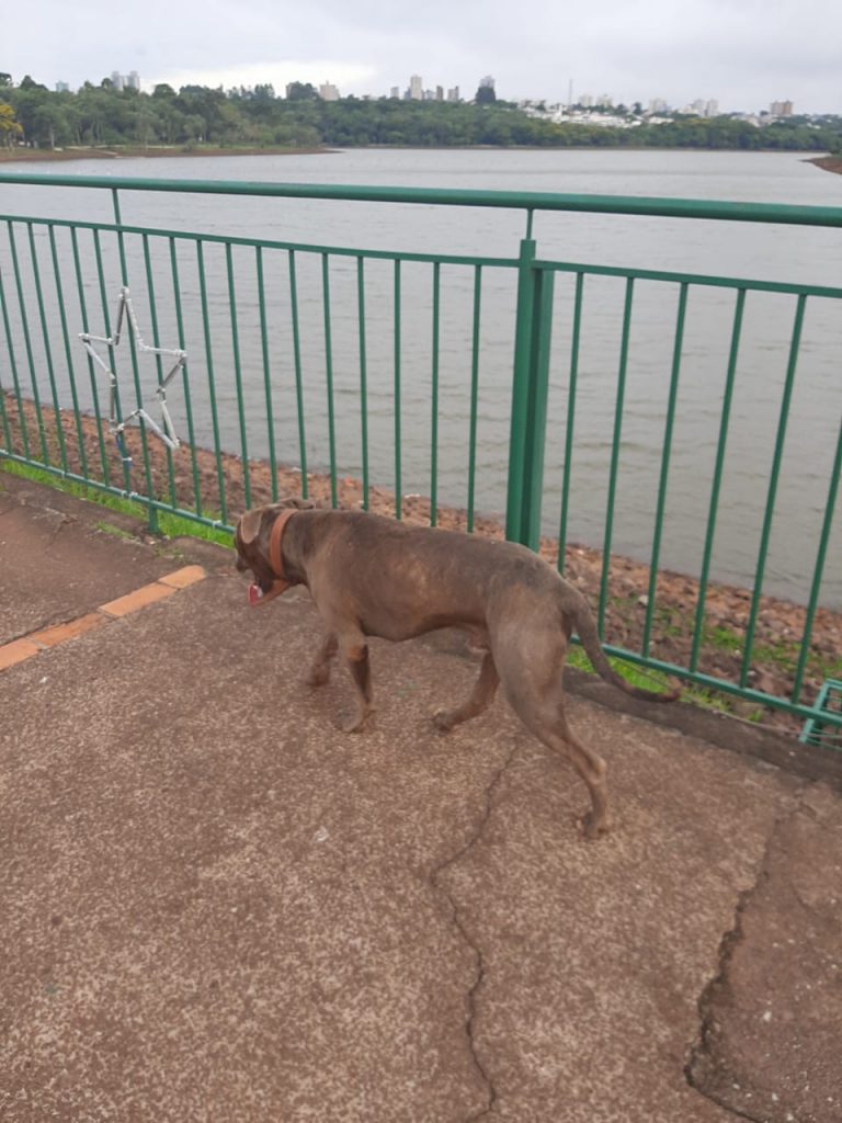 Cachorro com coleira é avistado no Lago Municipal na manhã de domingo