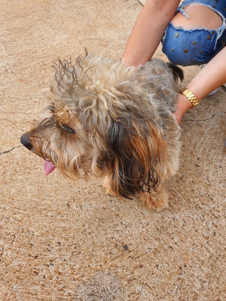 Cachorrinha é encontrada na Avenida Tito Muffato Cachorrinha é encontrada na Avenida Tito Muffato