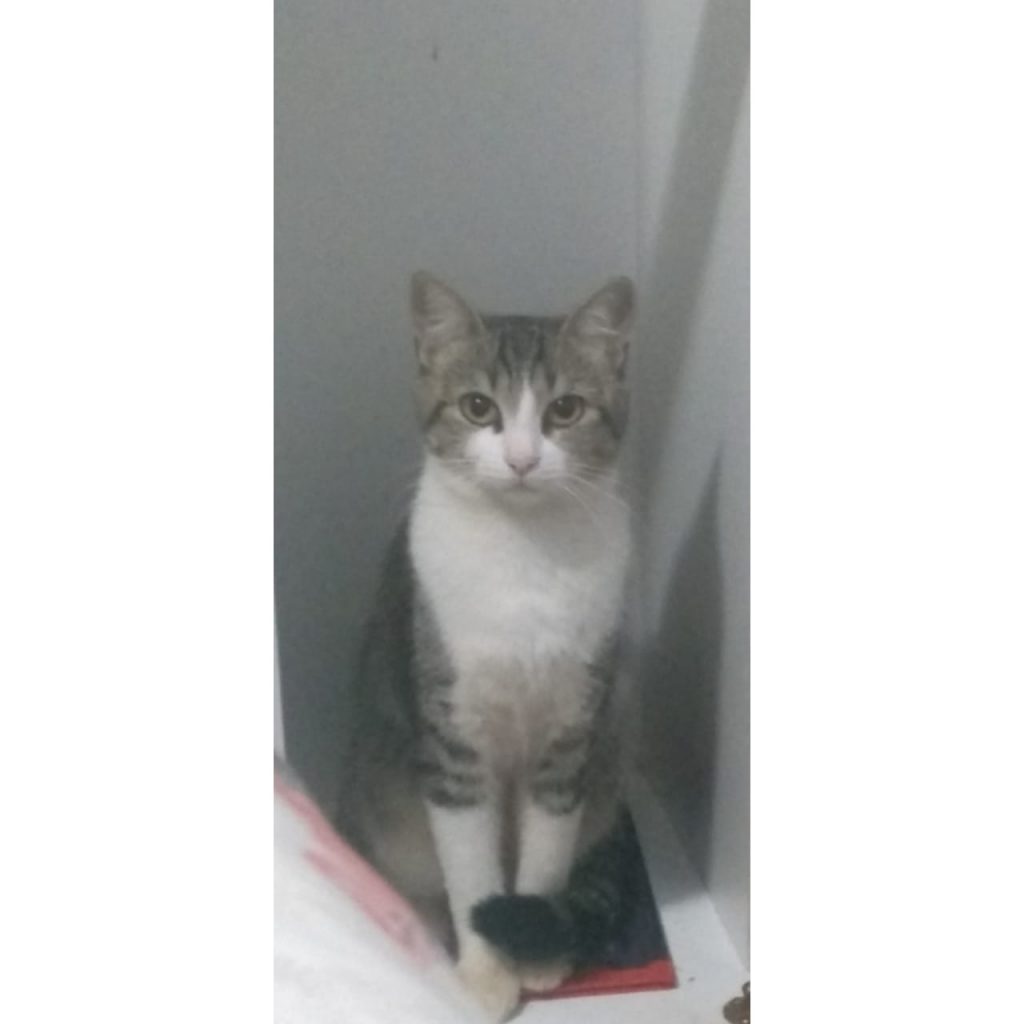 Gatinha Bibi sumiu do Santo Onofre