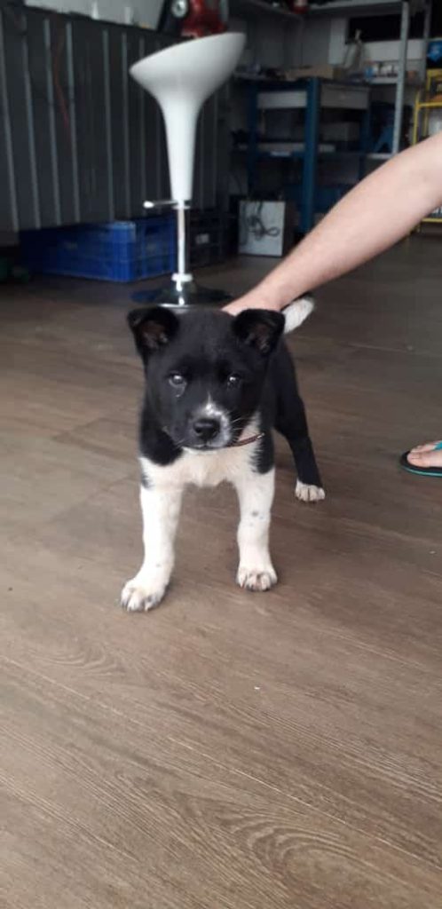 Cachorrinha é encontrada no Santa Cruz