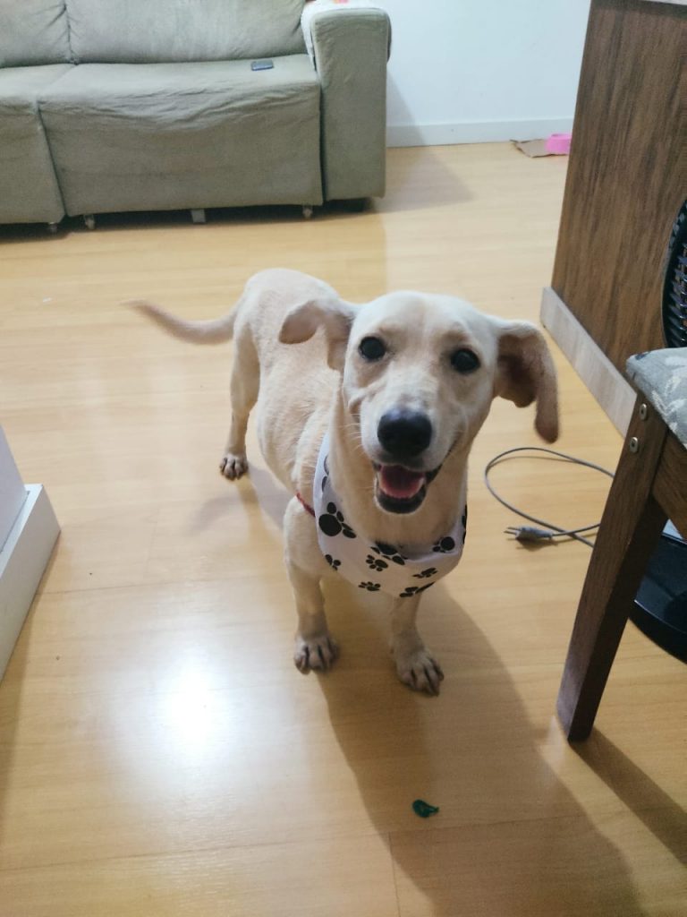 Cachorrinha resgatada precisa de um lar