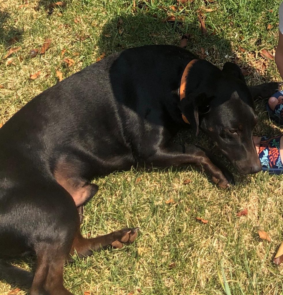 Internauta procura por cão que fugiu no Bairro Aclimação Internauta procura por cão que fugiu no Bairro Aclimação