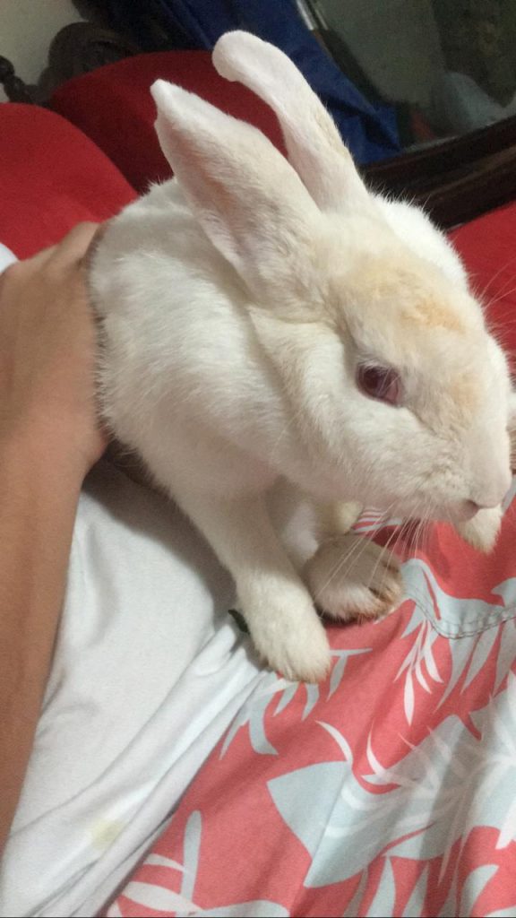 Rapaz encontra coelho perdido na Região do Lago, em Cascavel Rapaz encontra coelho perdido na Região do Lago, em Cascavel