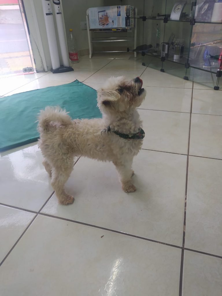 Cachorrinho com bandana de Natal é encontrado na Neva