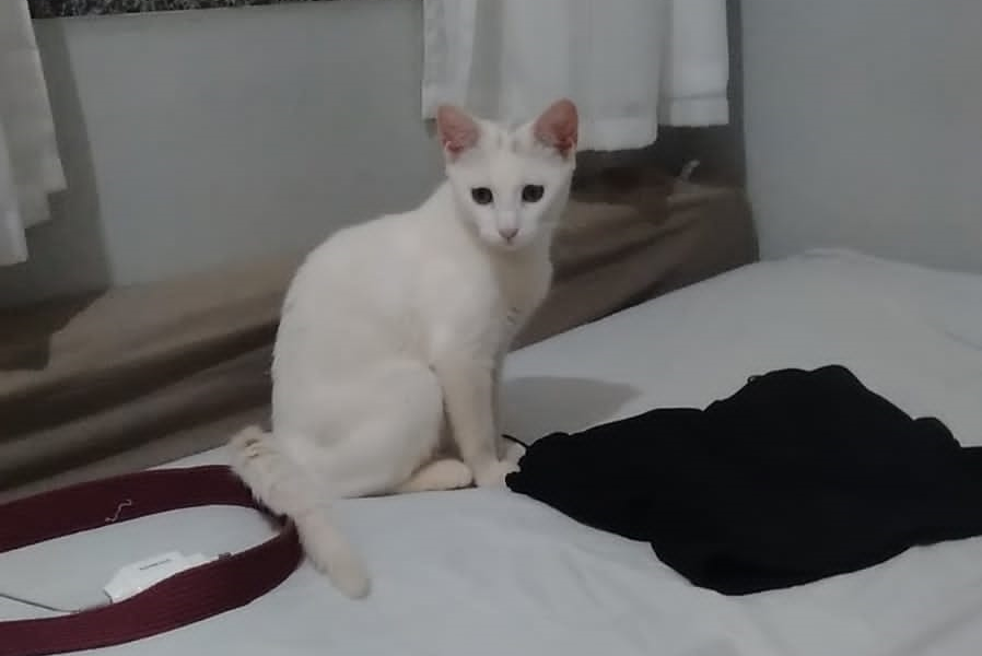 Gata filhote está desaparecida na região do Florais do Paraná Imagem referente a Gata filhote está desaparecida na região do Florais do Paraná