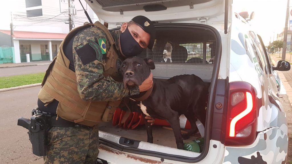 GM resgata cachorrinha que estava abandonada há uma semana em imóvel; cão estava debilitado GM resgata cachorrinha que estava abandonada há uma semana em imóvel; cão estava debilitado