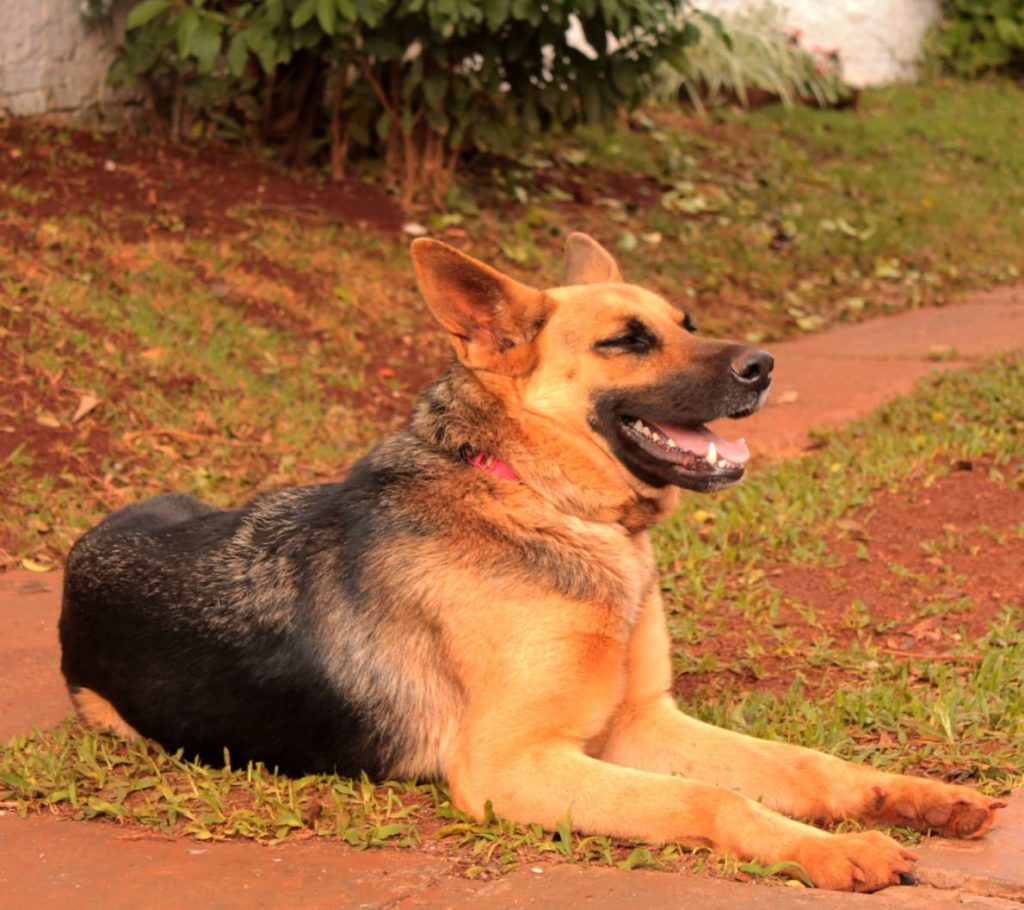 Cachorrinha ‘Petra’ está desaparecida na região do Bairro Neva Cachorrinha ‘Petra’ está desaparecida na região do Bairro Neva