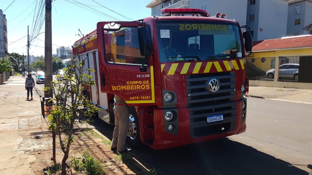 Corpo de Bombeiros é mobilizado para capturar gambá, no Centro