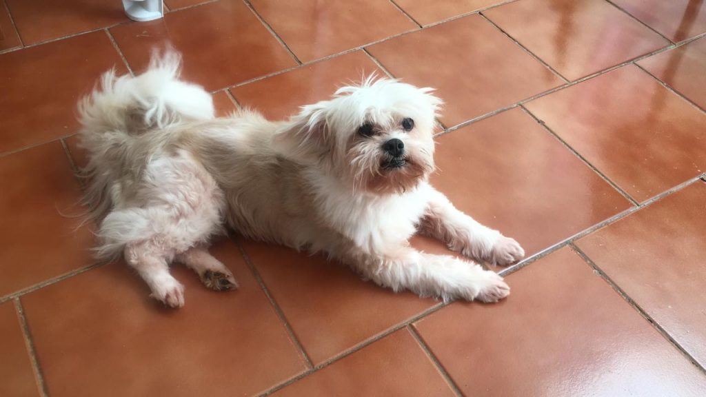 Cachorro é encontrado na Avenida Brasil e acolhido por internauta Cachorro é encontrado na Avenida Brasil e acolhido por internauta