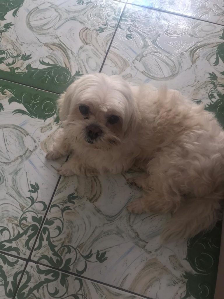 Cachorro é encontrado na Rua Ipanema