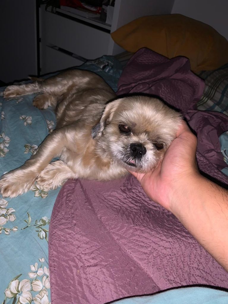 Cachorro é encontrado na região do Lago 1