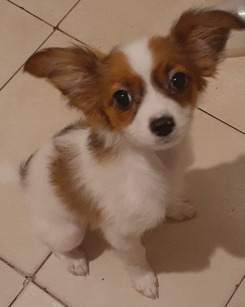 Cachorrinha ‘Belinha’ está desaparecida na região próxima ao Shopping JL Cachorrinha ‘Belinha’ está desaparecida na região próxima ao Shopping JL
