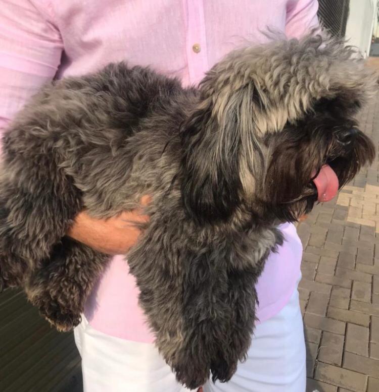 Shih tzu de nome Thor está desaparecido da Rua Vitória no centro de Cascavel