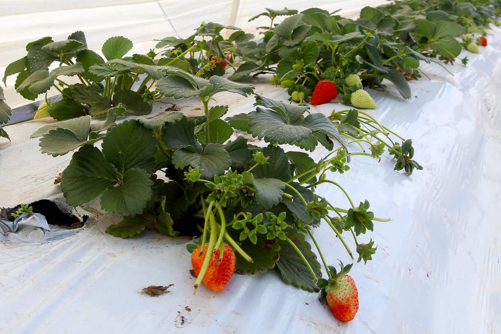 Paraná é o estado com mais ações municipais de agroecologia