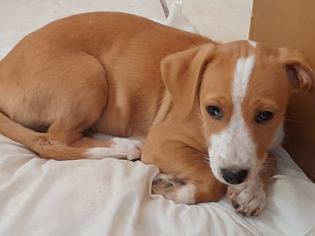 Família procura cachorro filhote que sumiu no Bairro Floresta