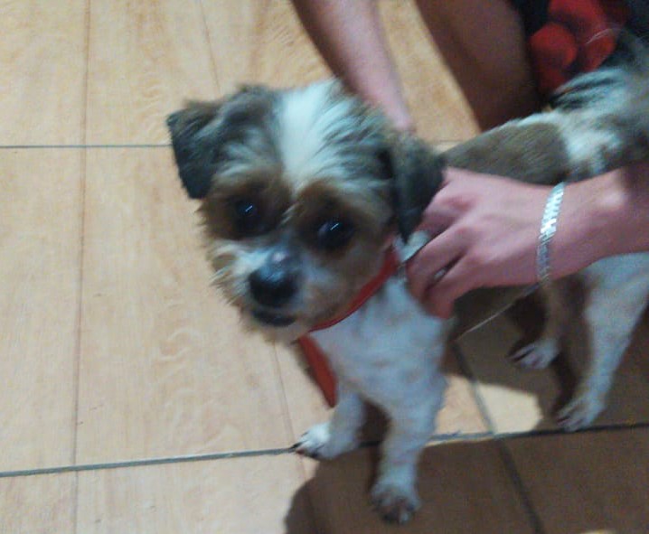 Cachorro é resgatado e esta à espera do dono no Jardim Presidente