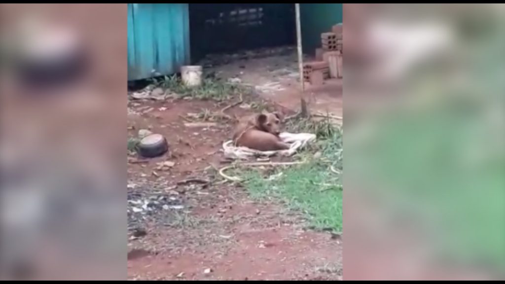 Internauta denuncia abandono e maus-tratos de animais no Jardim Presidente