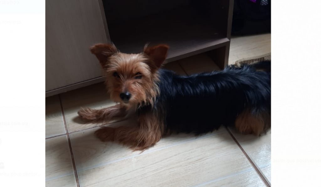 Cachorrinha ‘Mel’ desapareceu no Bairro Turisparque