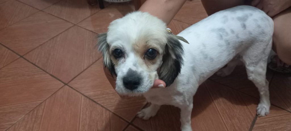 Cachorrinha é encontrada no Bairro Brasmadeira