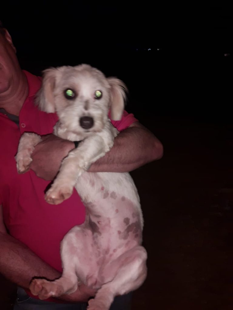 Cadelinha é encontrada na Rua Noel Rosa, no Bairro Brasília